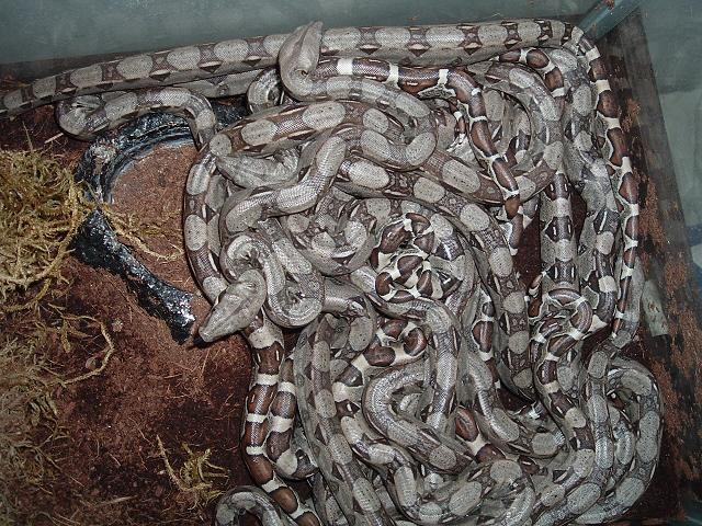 boas born 7/20