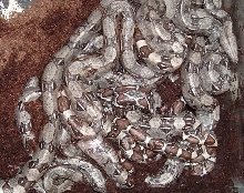 boas born 7/20