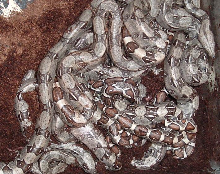 boas born 7/20