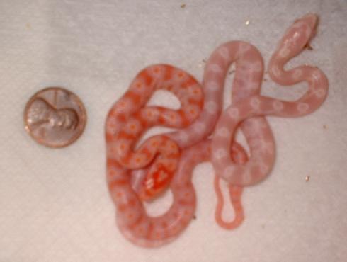 Hatchlings