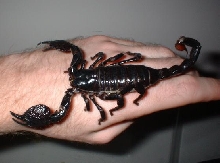 emperor scorpion