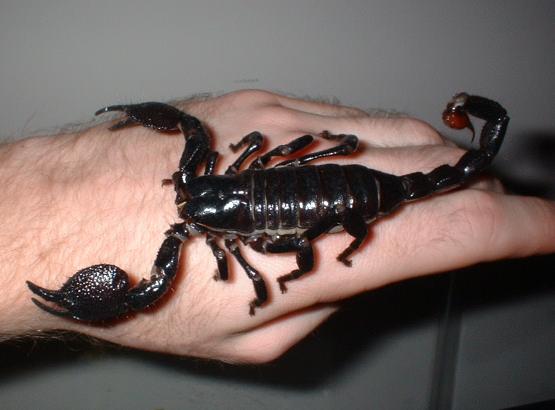 emperor scorpion