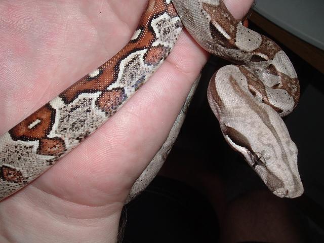 boa born 7/20