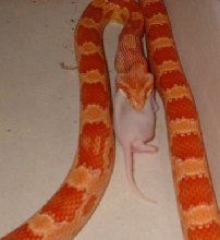 Amel corn eating