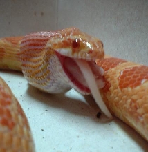 Corn eating