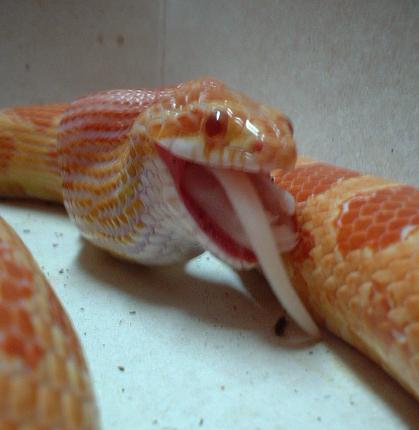 Corn eating