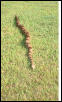 Boa in the grass