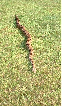 Boa in the grass