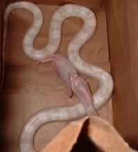01 snow corn eating