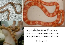 Corn snake life