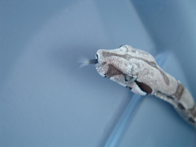 boas born 7/20