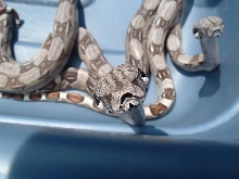 boas born 7/20