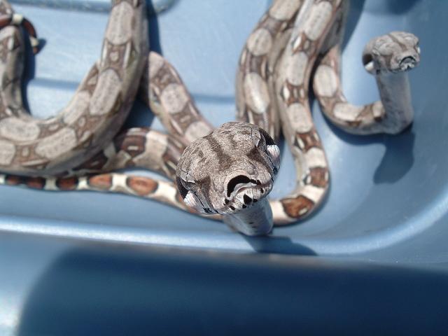 boas born 7/20