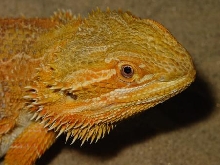 RedFlame Sandfire X Sunburst male