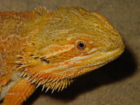 RedFlame Sandfire X Sunburst male