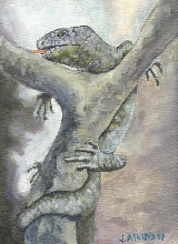 Monkey Tailed Skink