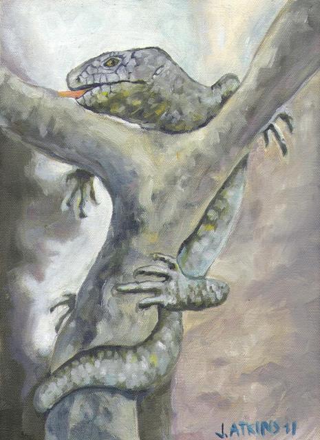 Monkey Tailed Skink