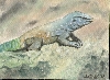 Ameiva tropical lizard oil painting