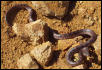 Korean Snake