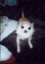 rosie