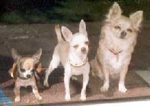 Rosie O'Grady, Fynn McCaul, Sully