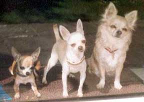 Rosie O'Grady, Fynn McCaul, Sully