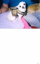 Fynn leopard harness