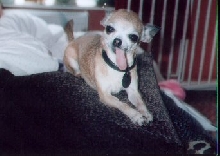 rosies long tongue
