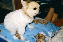 sully in sweater 1