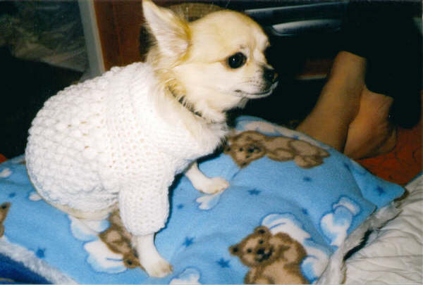 sully in sweater 1