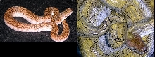 Silversided Butterscotch Burmese Python Hatchling and Adult