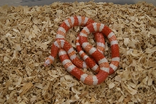 honduran