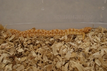 wester hognose albino male
