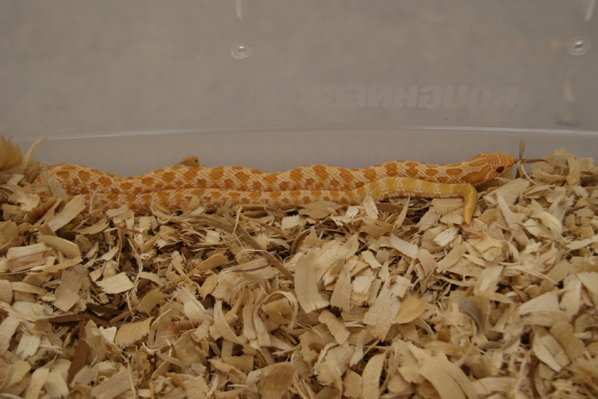 wester hognose albino male