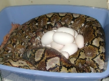 CB 6 yo Kayuadi dwarf on her first eggs