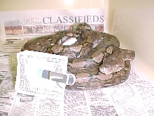 Bushmaster Herp Kayuadi WC Female on eggs 1998