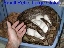 Kayuadi dwarf retic on eggs