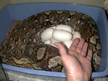 6 Y.O. CB Virgin Kayuadi Dwarf Reticulated Python Laying Eggs
