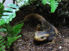 Ming.  Himalayan Crocodile Newt