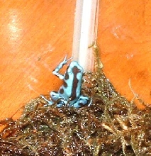 New Frog