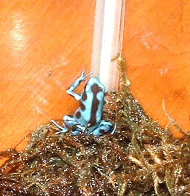 New Frog