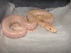 Hypo Albino