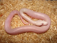 Red-eyed Leucistic Burmese Python