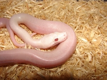 Red-eyed Leucistic Burmese Python