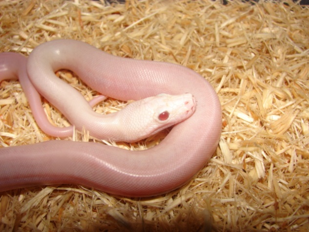 Red-eyed Leucistic Burmese Python