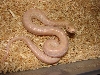 Hypo Albino