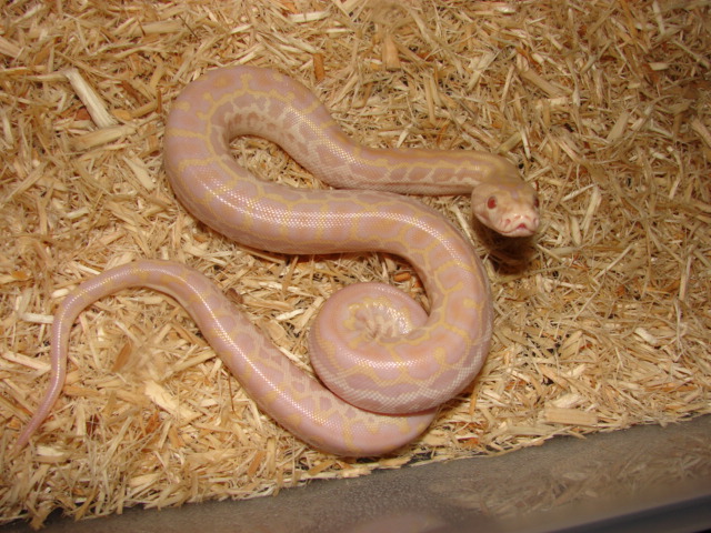 Hypo Albino