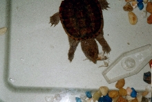 Turtle eating