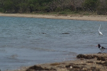 croc