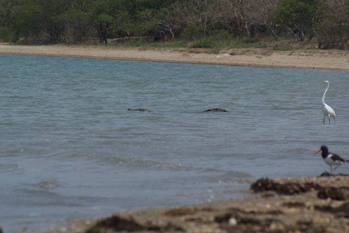 croc